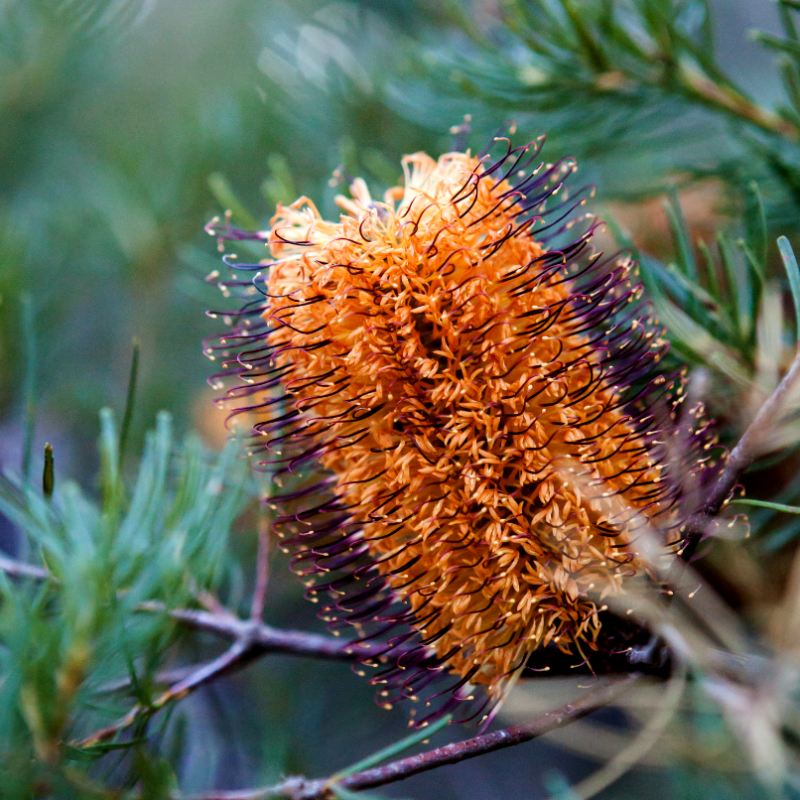 close up of Banksia spinulosa