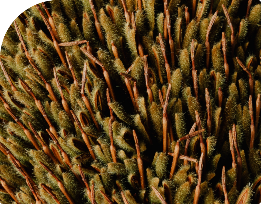 close up of Selaginella rupestris