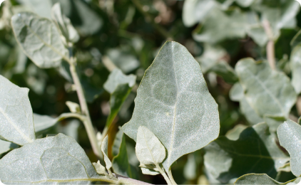 close up shot of leaves