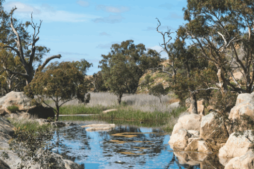 a stream in the middle of trees and grassland