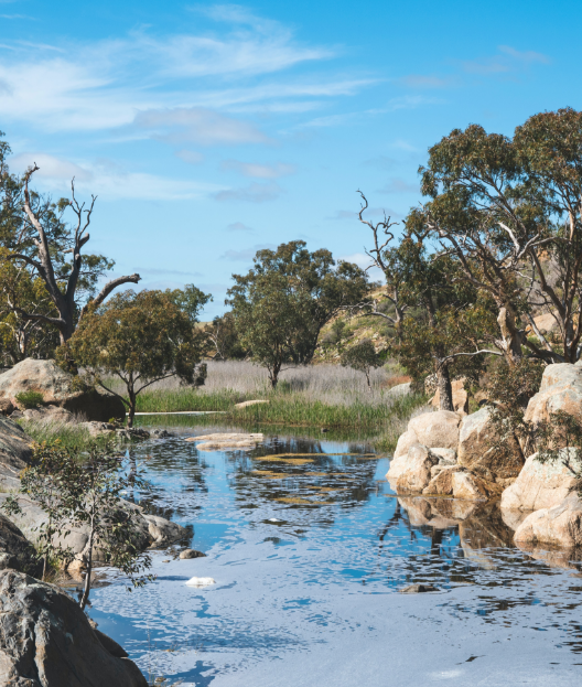 a stream in the middle of trees and grassland